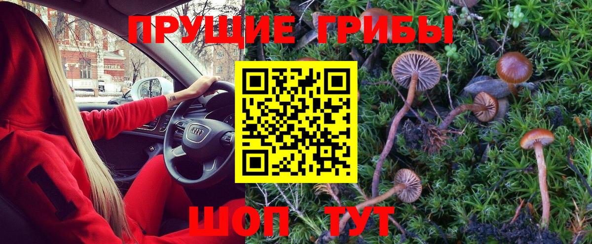 Псилоцибиновые грибы Psilocybine cubensis Камышин